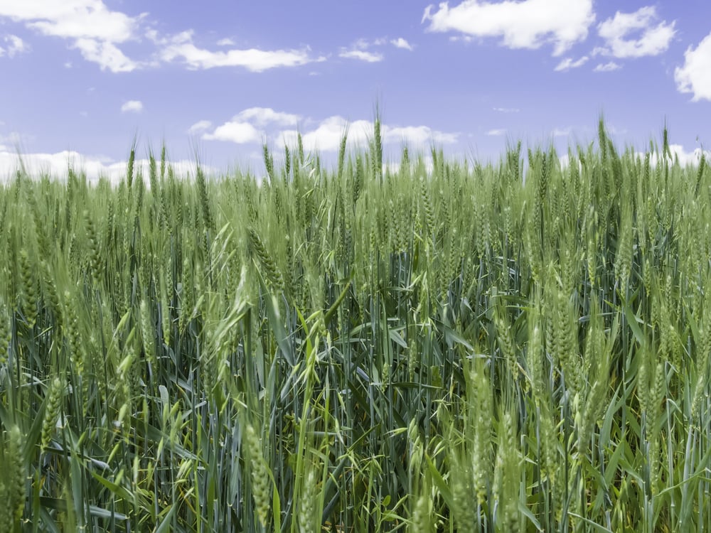 autism transition program | Wheat field in light breeze eastern Washington USA in June