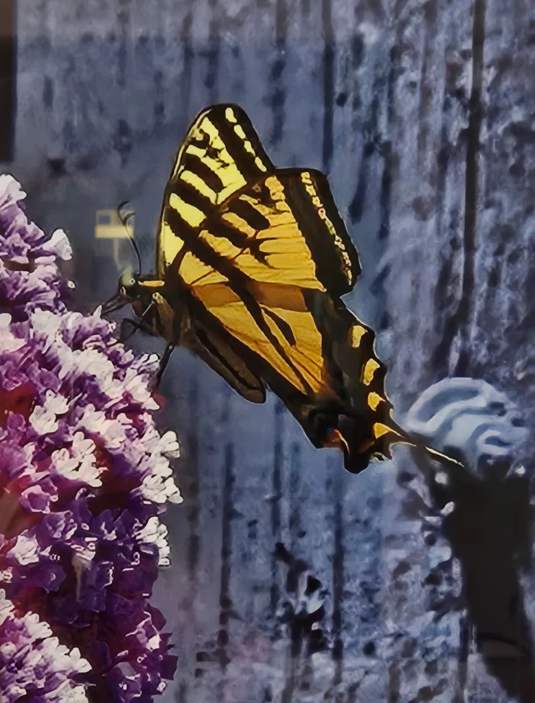 3rd Prize: A tie!: "Tiger Swallowtail Butterfly" - Photograph by Tristin M. (CIP Berkeley)