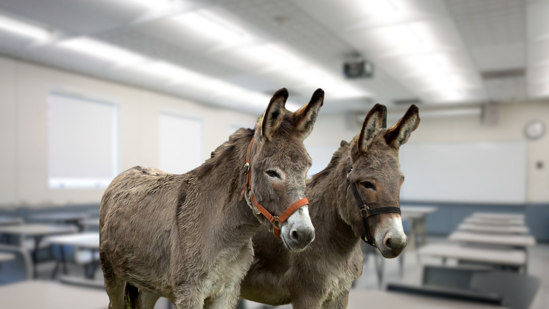 Two Donkeys with classroom background