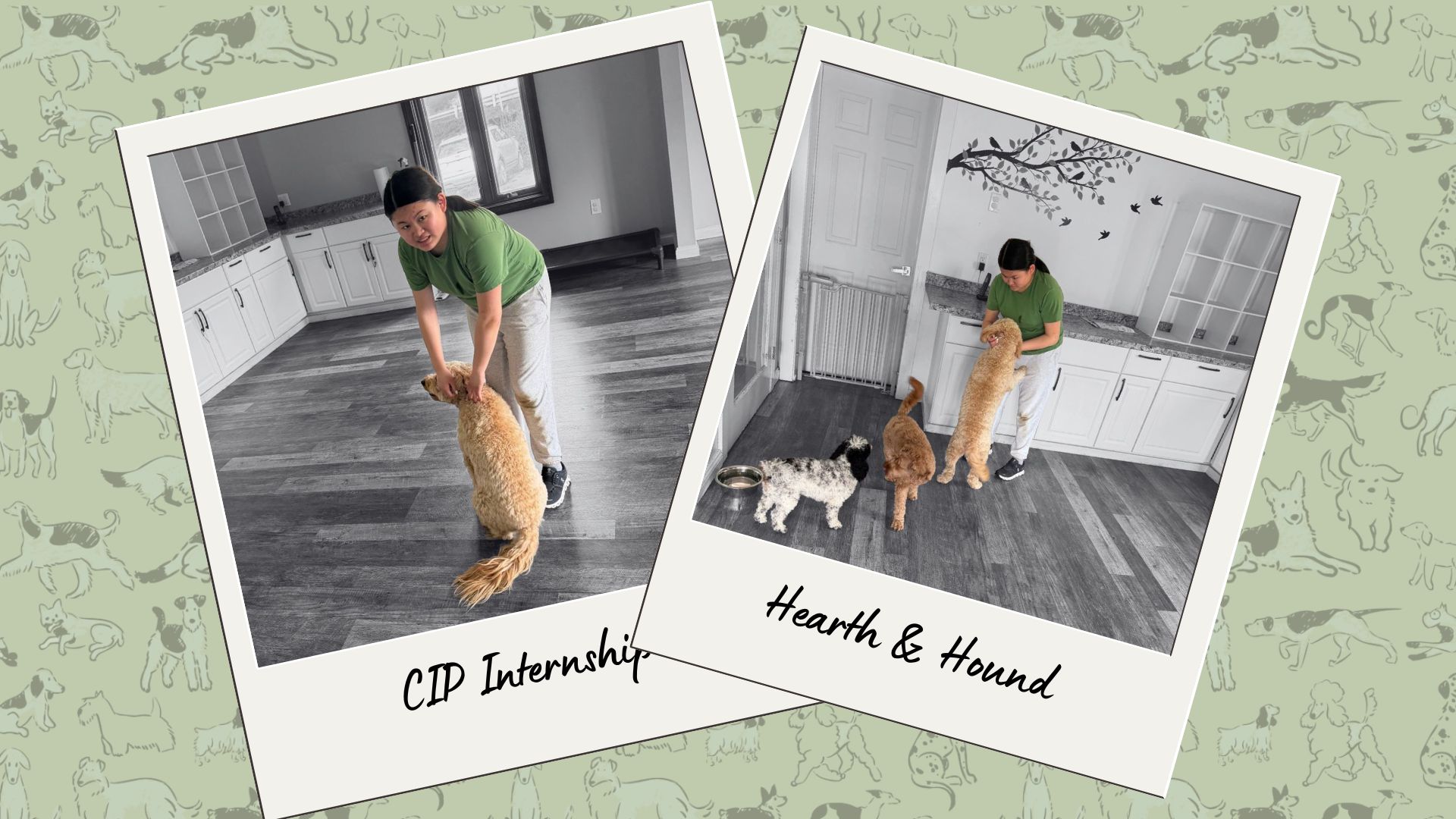 CIP Berkshire student working with dogs at Hearth & Hound.